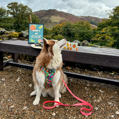 Grip & Groove Harness - Funkin' Fruit