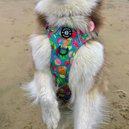 Grip & Groove Harness - Funkin' Fruit