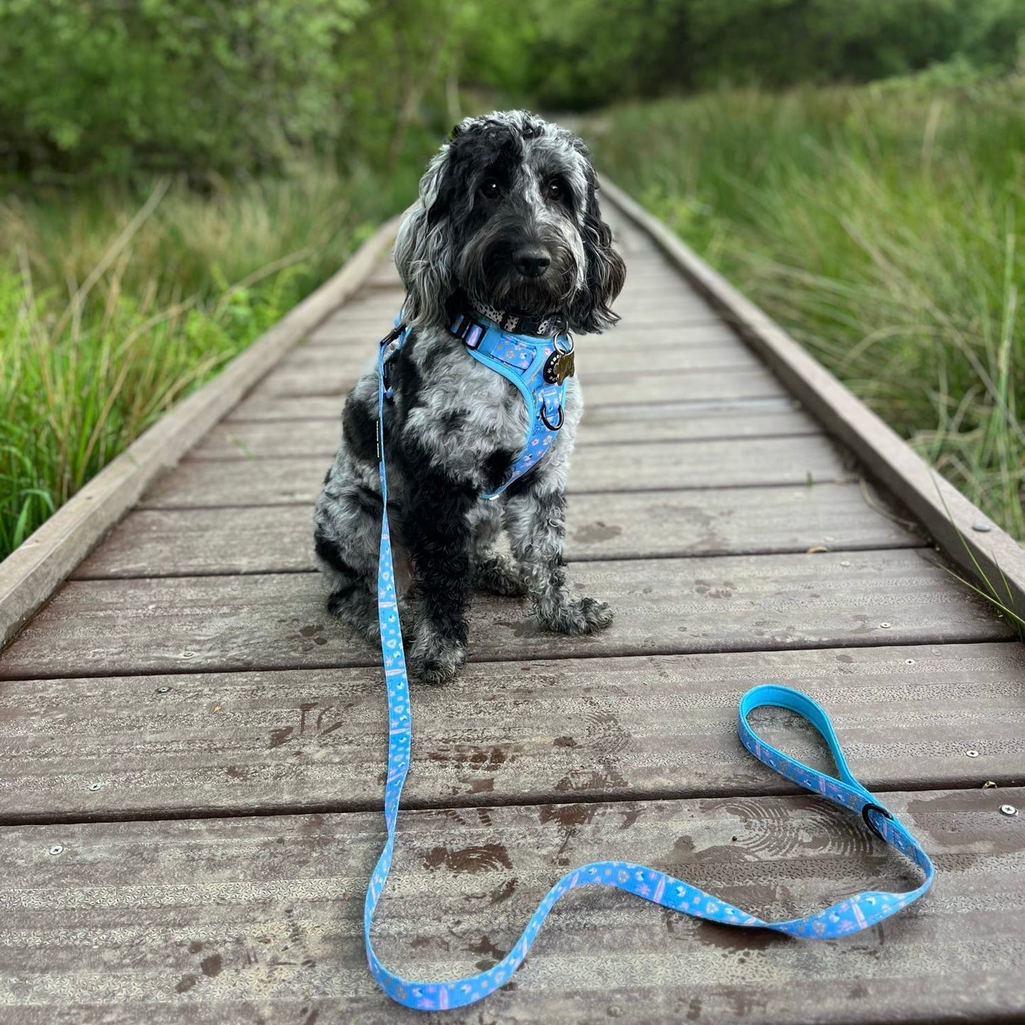 Reflective 5ft Lead - Surf's Pup