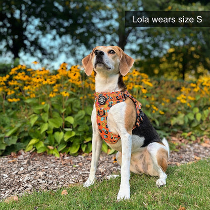 Grip & Groove Harness - Barkin' Beats