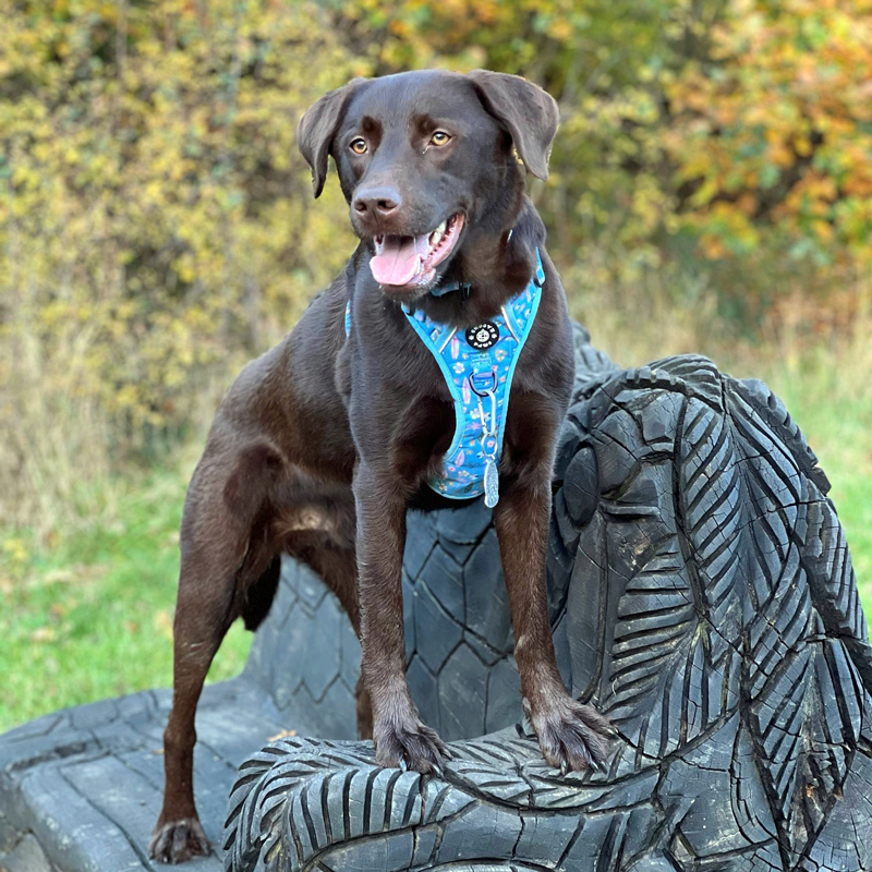 Grip & Groove Harness - Surf's Pup