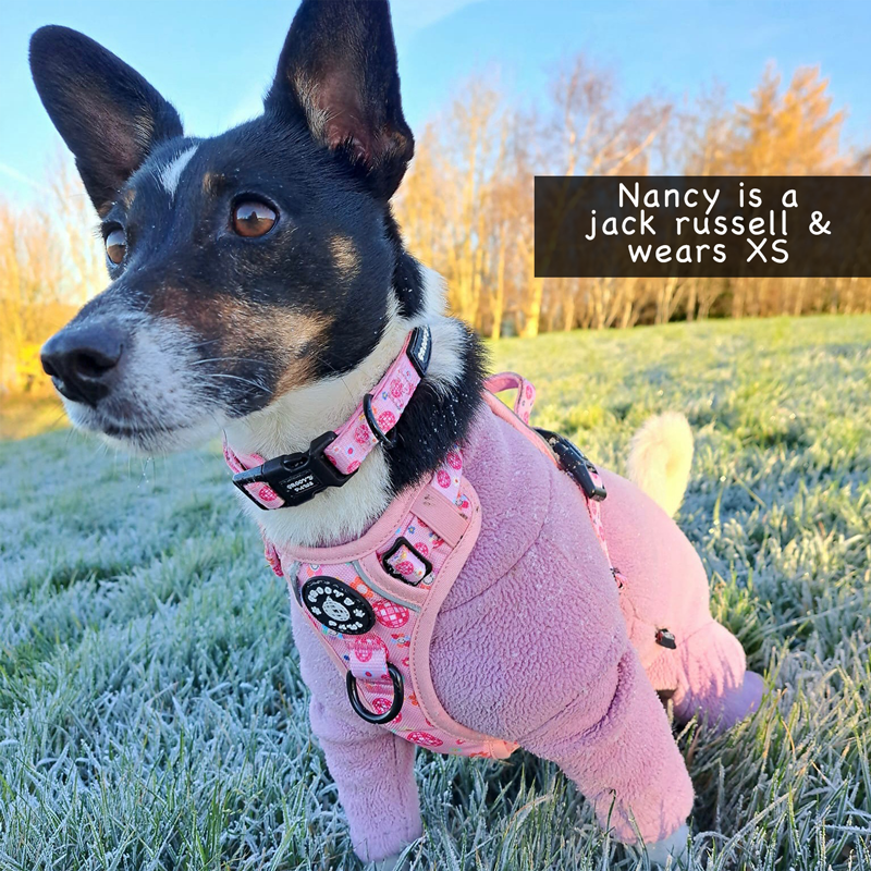 Harness size for jack russell hotsell