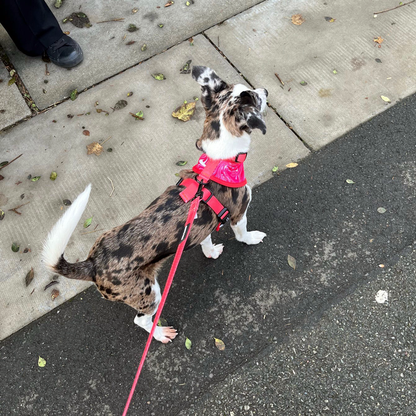 Reversible Harness - Psychedelic Pooch