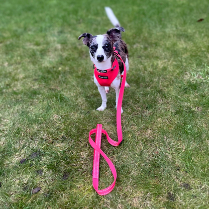 Reversible Harness - Psychedelic Pooch