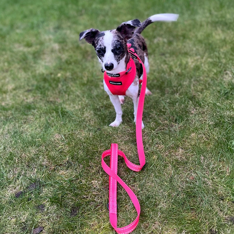 Reflective 5ft Lead - Psychedelic Pooch