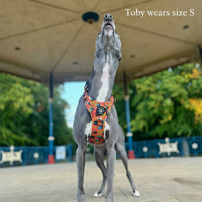 Grip & Groove Harness - Barkin' Beats